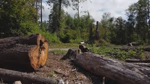 Best Firewood Processing and Delivery  in Port Richey, FL